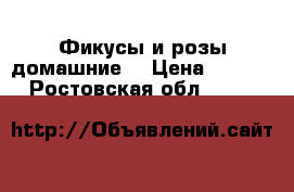 Фикусы и розы домашние  › Цена ­ 2 500 - Ростовская обл.  »    